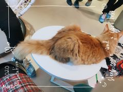 -藏猫猫咖啡主题馆(中央大道店)