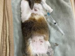 -美联众合动物医院·24h转诊中心