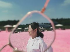-大塘金香草谷