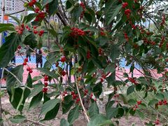 -回龙观体育文化公园