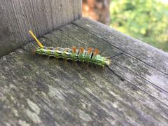 -帽儿山国家森林公园