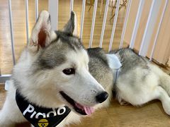 -Husky Go! 哈士奇体验馆·宠物咖啡厅狗咖