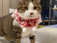 -伟伟宠物医院·瑞派猫友好医院·猫科(光谷店)