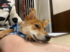 -逗柴咖啡屋·狗咖猫咖宠物桌游