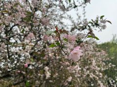 -莫愁湖公园