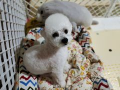 -宠爱国际动物医院(德胜门店)