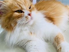 -喵的天空名猫咖啡馆·撸猫·猫舍·用品