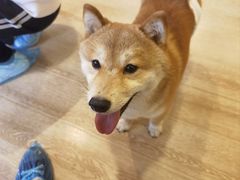 -南京Hallo宠物乐园·哈罗犬舍·柴犬繁育基地