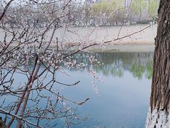 -桃花堤公园