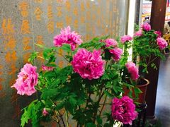 -松针蔡记蒸饺(花园路店)