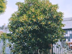 -上海三山会馆