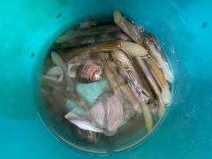 -红树林天天赶海