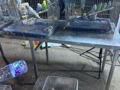 -中环花鸟鱼虫市场