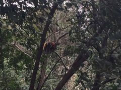-成都大熊猫繁育研究基地