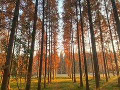 -黄海国家森林公园