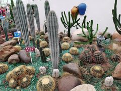 -海上花岛玫瑰园采摘