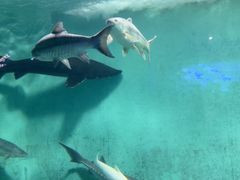 -太平洋海底世界