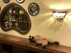 -more than meow吴止猫主题餐厅(承德 中船汇店)