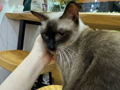 -李小姐の猫咖啡馆(五角场店)
