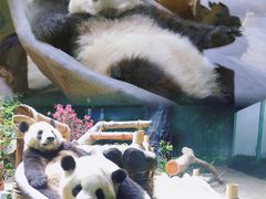 -灵玲国际马戏城