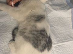 -芭比堂动物医院·犬猫全科·异宠专科(雁塔分院)
