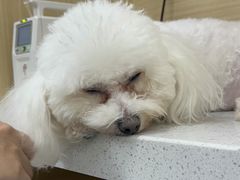 -美联众合爱康动物医院•复杂内科•肿瘤科•牙科•腔镜诊疗中心