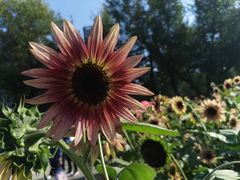 -长白岛森林公园