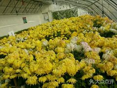 -华强阁菊花宴自助火锅店