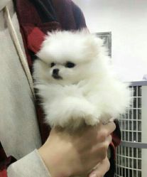 -尚玲纹绣纹眉特价店