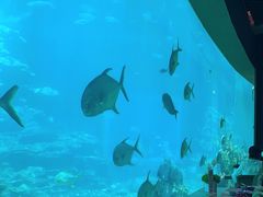 -海棠湾洲际-涛·海底餐厅·美人鱼·自助餐·海底隧道