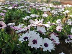 -大连铭湖国际观光牧场