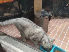 -猫咪博物馆(顶澳仔猫街店)