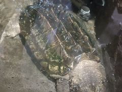 -青青世界