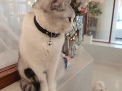 -共舞时光猫咖·狗咖(新街口店)