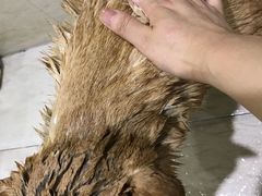 -暖阳宠物医院·犬猫康复中心·骨科