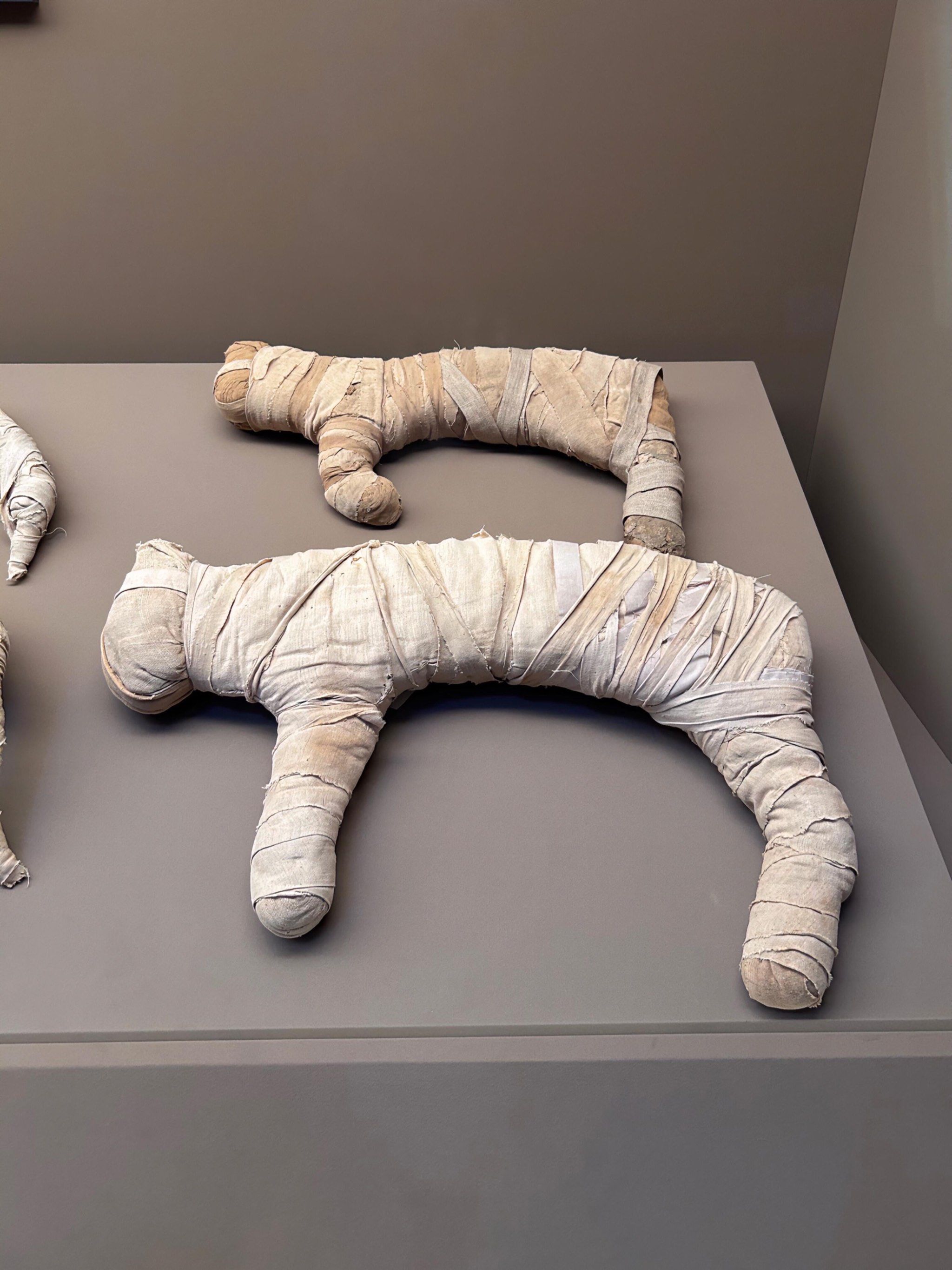 为什么小猫咪连做成木乃伊都这么可爱