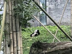 -都江堰中华大熊猫苑