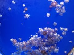 -海合安武汉极地海洋公园