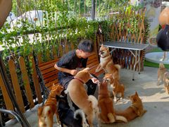 -柴犬高等学院·狗咖·柴犬售卖·宠物训练