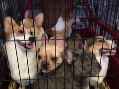 -柯斗斗主题餐厅·狗咖·围炉煮茶·茶饮(国瑞升平里店)