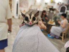 -楼上猫咖(罗湖店)