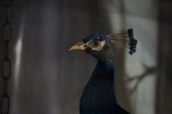 -酷嗒动物文化乐园(cutezoo西溪乐天城店)