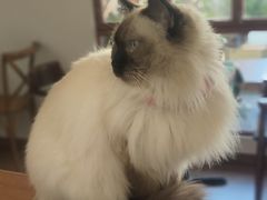 -有猫主题·治愈系猫咖(曾厝垵店)