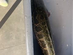 -金三可市井水煮鱼(金碧园店)