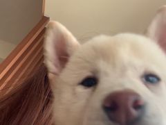 -柴犬小屋·柴餐厅·狗咖食堂(金鼎广场店)