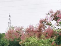 -永定河休闲森林公园