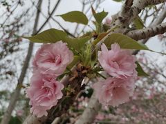 -天适樱花悠乐园