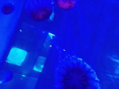 -芜湖新华联大白鲸海洋公园