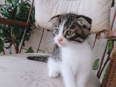-平行世界·猫咖(首经贸店)