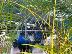 -西双版纳原始森林公园